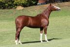 Mangalarga anunciada no site N1 Cavalos