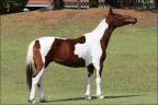Mangalarga anunciada no site N1 Cavalos