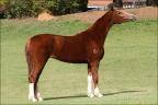 Mini Horse anunciada no site N1 Cavalos
