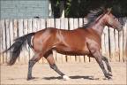 Quarto de Milha anunciada no site N1 Cavalos
