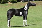 Mangalarga anunciada no site N1 Cavalos