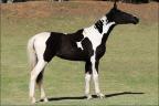 Mangalarga à venda no site N1 Cavalos