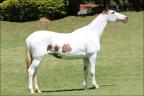 Mangalarga anunciada no site N1 Cavalos