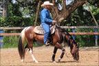 Paint Horse N1 Cavalos