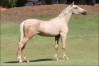 Mangalarga anunciado no site N1 Cavalos