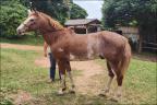 Mangalarga anunciado no site N1 Cavalos