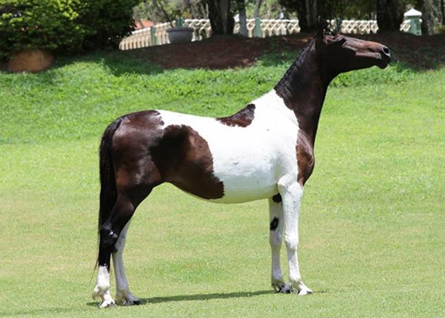 Mangalarga anunciada no site N1 Cavalos