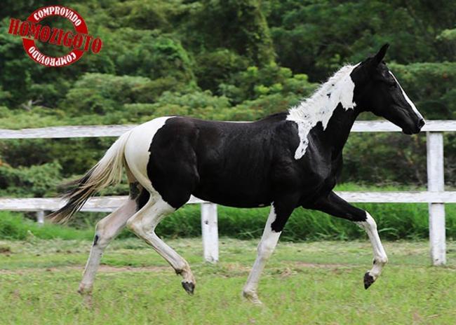 Macho 22/04/2021