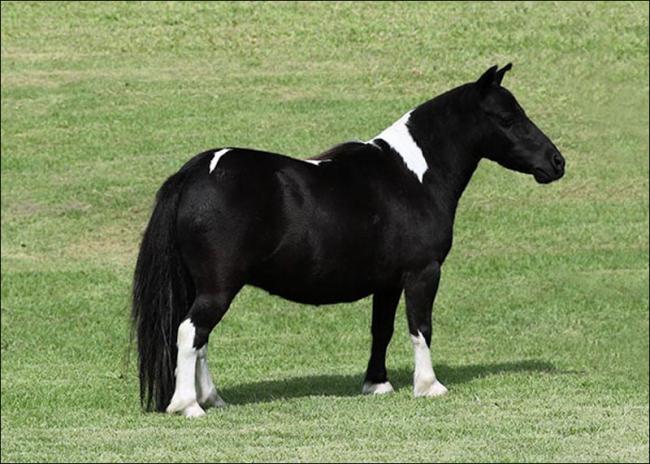 Mini Horse anunciada no site N1 Cavalos