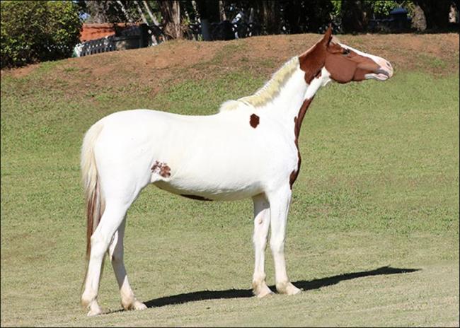 Mangalarga anunciada no N1Cavalos