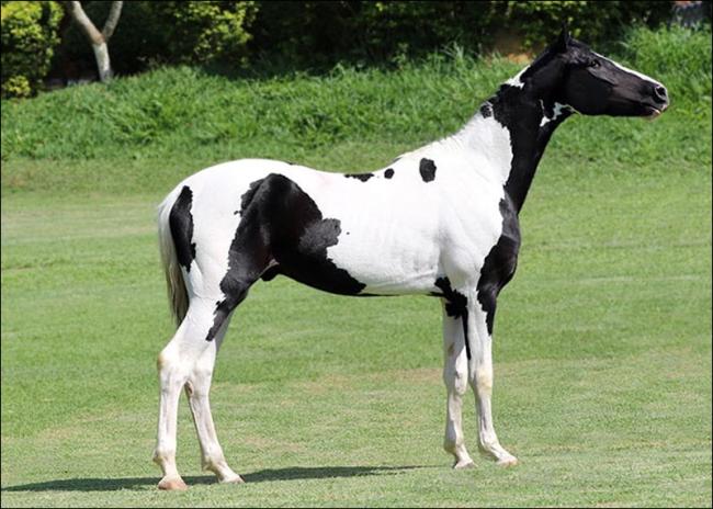 Mangalarga a venda no N1 Cavalos