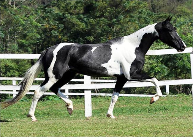 Égua Mangalarga anunciada no site N1 Cavalos