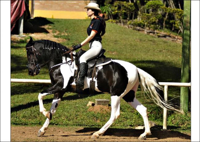 Mangalarga anunciado no site N1 Cavalos