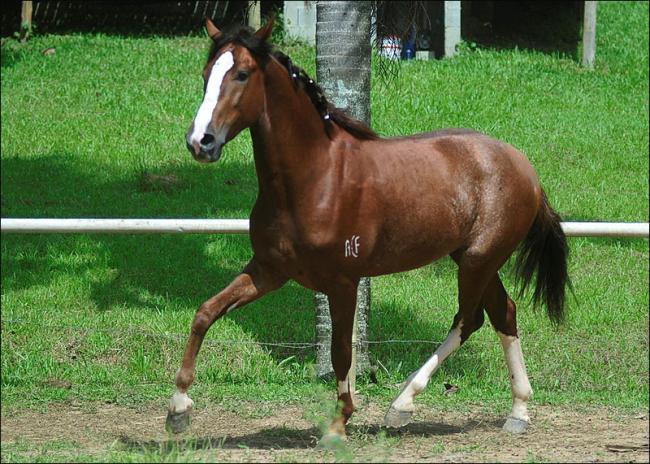 Mangalarga Paulista anunciado no site N1 Cavalos
