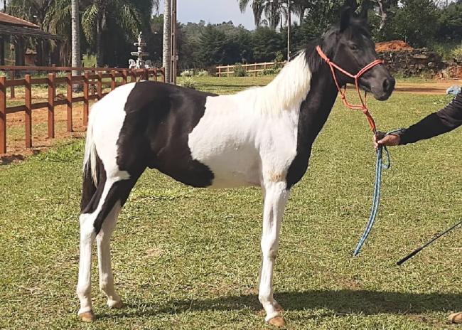 Nilo cavalo mangalarga marchador pampa de preto a venda