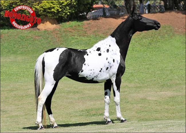 Mangalarga anunciada no site N1 Cavalos