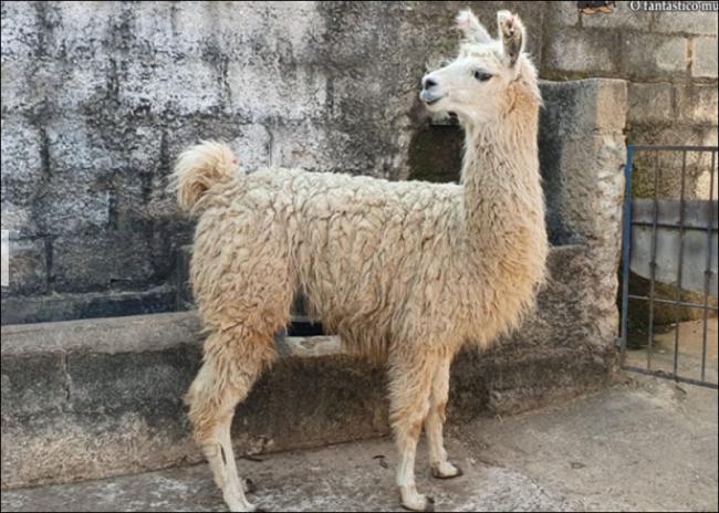 Lhama anunciada no site N1 Cavalos