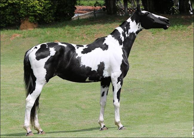Mangalarga anunciado no site N1 Cavalos