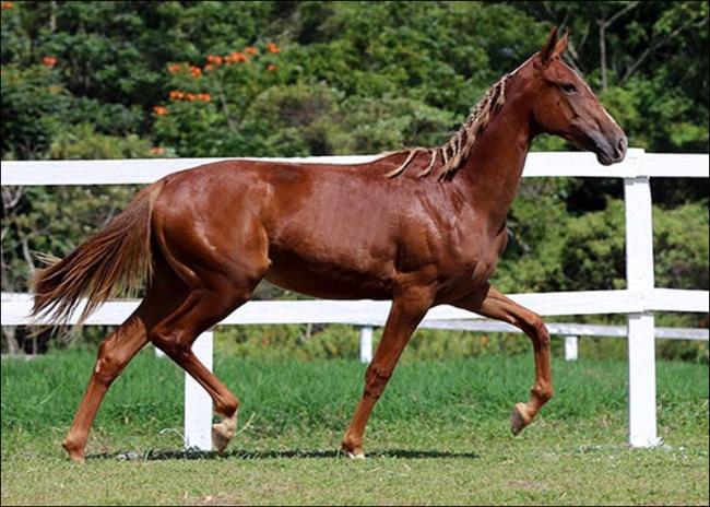 Mangalarga anunciada no site N1 Cavalos
