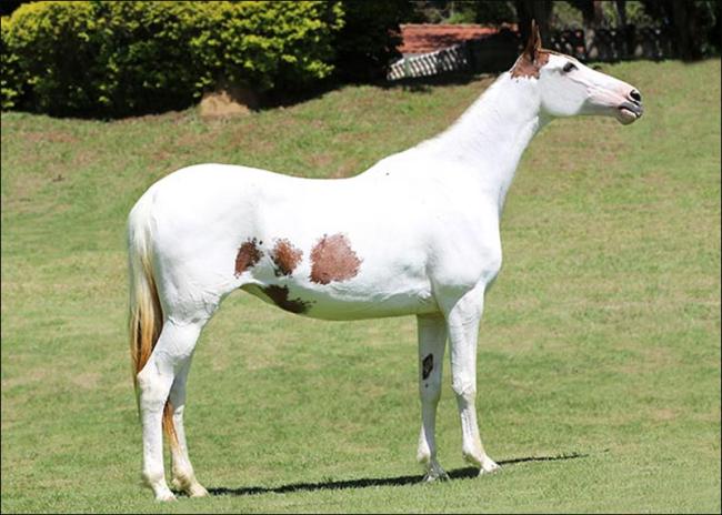Mangalarga anunciada no site N1 Cavalos