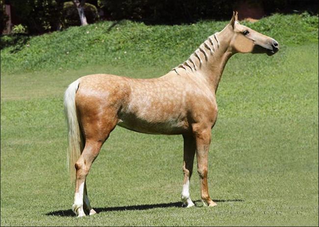 Mangalarga anunciada no site N1 Cavalos