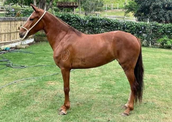 Quaresma DT do Oliveira - égua mangalarga marchador a venda