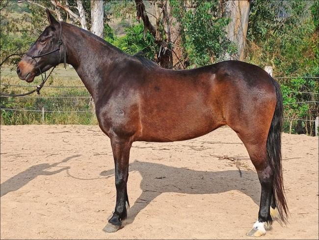 Égua Mangalarga Marchador à venda no N1 Cavalos