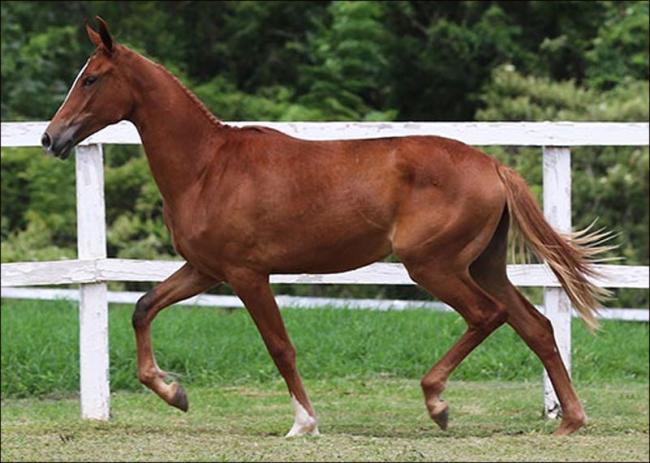 Potra Mangalarga anunciado no N1 Cavalos