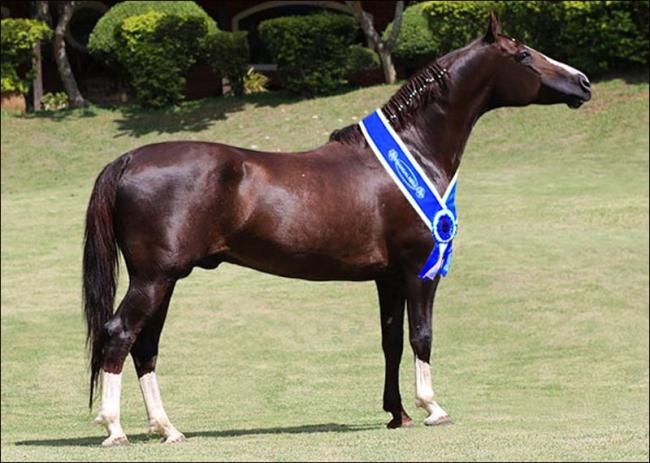 Mangalarga Campeão Nacional à venda no N1 Cavalos