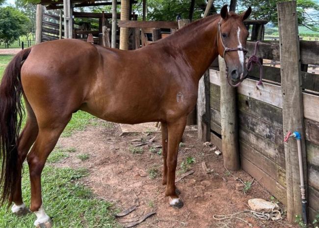 Elo do Passo Fino - cavalo mangalarga marchador a venda