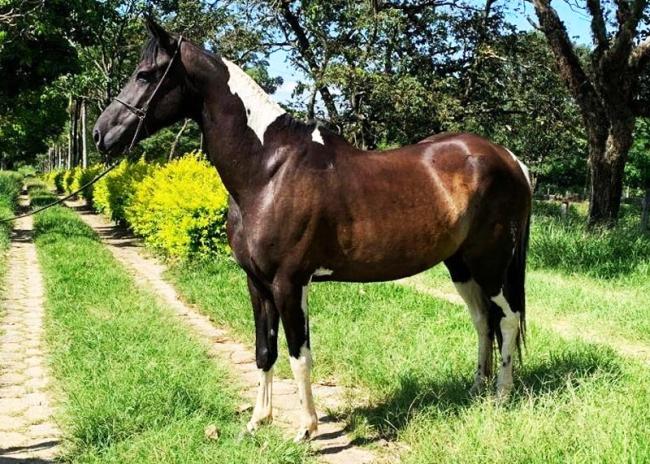 Mangalarga Pampa a venda no N1Cavalos
