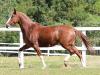 Mangalarga à venda no site N1 Cavalos