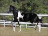Garanhão Margalarga anunciado no N1 Cavalos