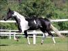Mangalarga à venda no N1 Cavalos