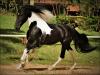 Campolina à venda no maior site de cavalos do Brasil