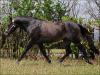 COUNTRY CODY IT anunciado no site N1 Cavalos
