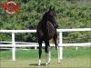 Mangalarga anunciado no site N1 Cavalos