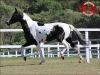 Mangalarga à venda no site N1 Cavalos