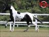 Mangalarga anunciado no site N1 Cavalos