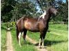 Mangalarga Pampa a venda no N1Cavalos